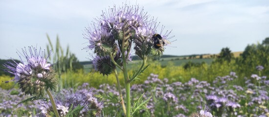 KI generiert: Das Bild zeigt ein Feld mit blühenden Sonnenblumen unter einem blauen Himmel mit einigen Wolken. Im Hintergrund sind Berge und Bäume zu sehen.