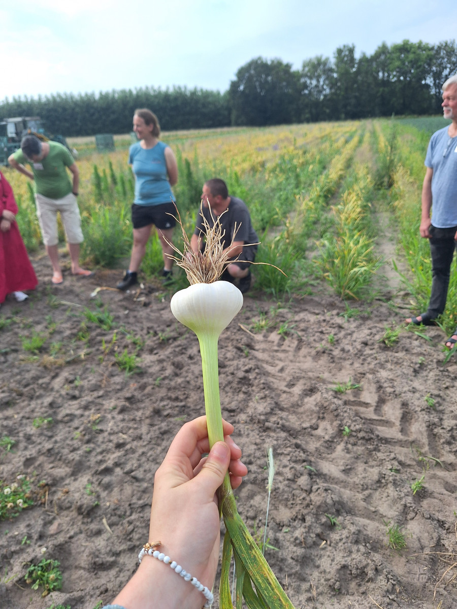 frische Knblauchknolle auf dem Acker