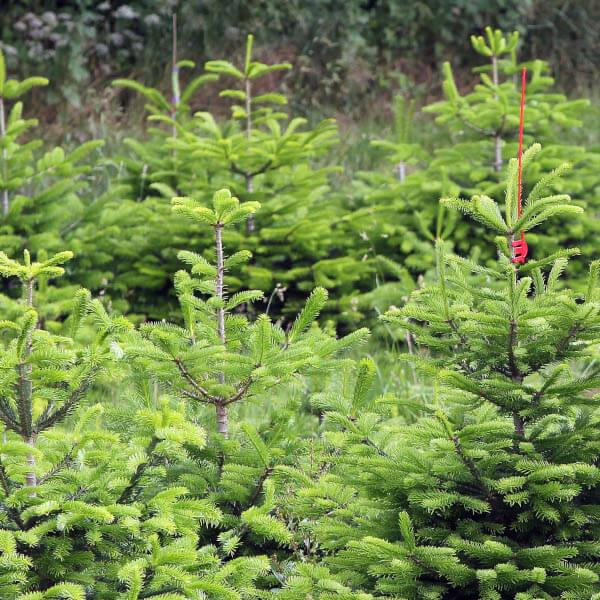 Produktfoto zu Weihnachtsbaum groß 2,00-2,50 m