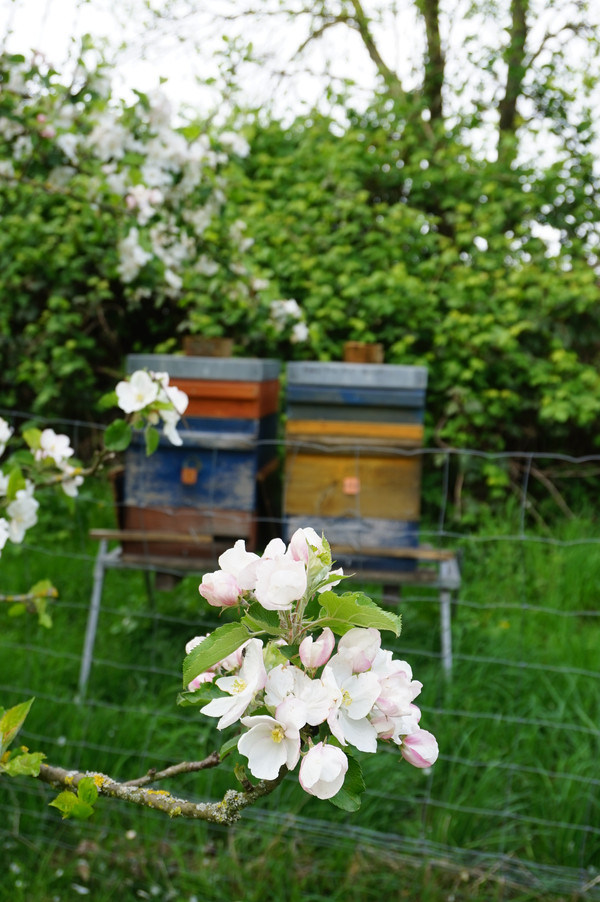 KI generiert: Im Vordergrund des Bildes sind blühende Zweige eines Apfelbaums zu sehen, während im Hintergrund zwei bunte Bienenstöcke in einer grünen, bewachsenen Umgebung stehen. Die Szene vermittelt einen idyllischen, naturverbundenen Eindruck.