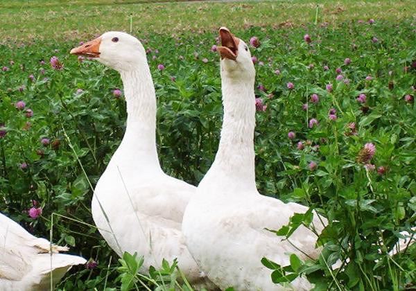 Produktfoto zu Gans ÖX klein ca. 3,6-4kg