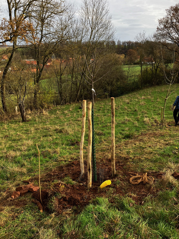 KI generiert: Das Bild zeigt einen frisch gepflanzten jungen Baum, der mit mehreren Holzpfählen gestützt ist, in einer ländlichen Umgebung. Im Hintergrund sind einige Bäume und Felder zu sehen.