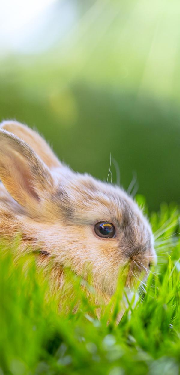 Produktfoto zu Allerlei für´s Osternest