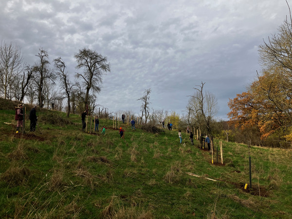 KI generiert: Das Bild zeigt eine Gruppe von Menschen, die auf einer Wiese Bäume pflanzen. Der Himmel ist bewölkt und die Landschaft ist von Herbstfarben geprägt.