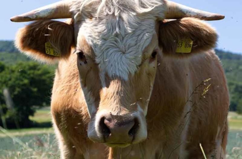 Rindfleisch vom Biolandhof Öx