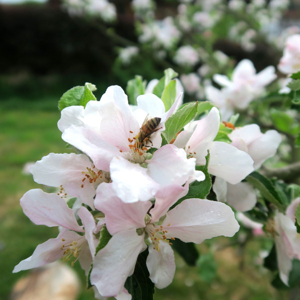 Apfelblüte mit Biene am Nektar