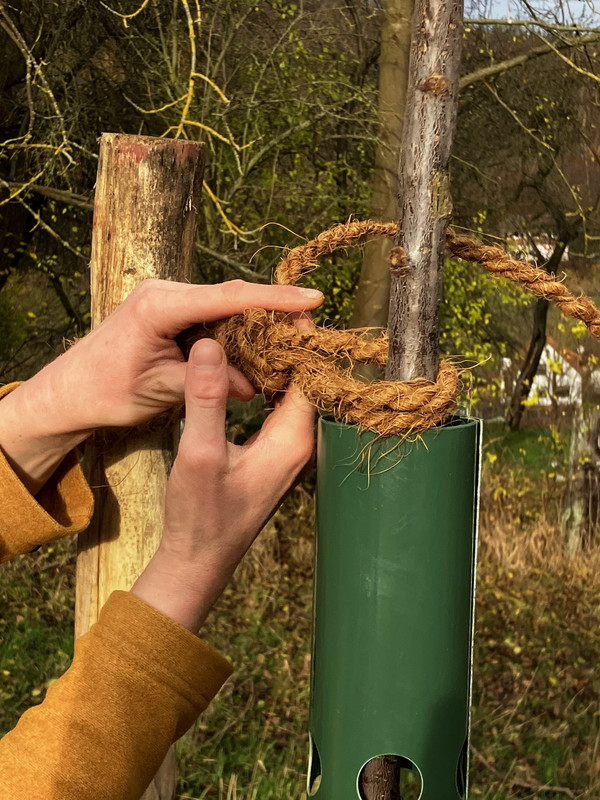 KI generiert: Das Bild zeigt eine Person, die eine junge Pflanze mit Seil an einem Pfosten befestigt. Der Hauptinhalt ist das Anbinden der Pflanze zur Stabilisierung.