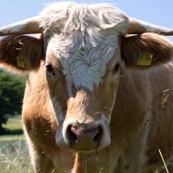 Produktfoto zu Roastbeef ca. 1 kg